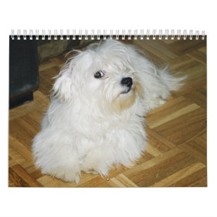 Coton Candy Calendar