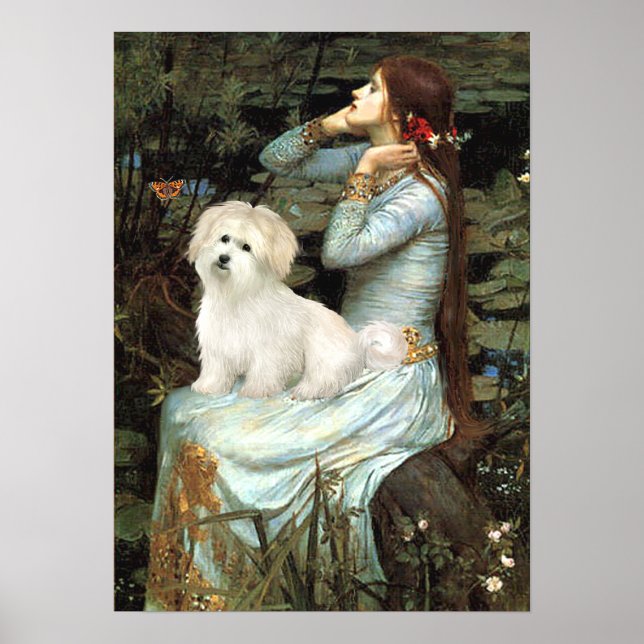 Coton de Tulear 7 - Ophelia Seated Poster (Front)