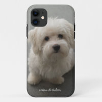 Coton de Tulear