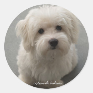 Coton de Tulear Classic Round Sticker