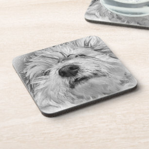 Coton de Tulear dog Coaster