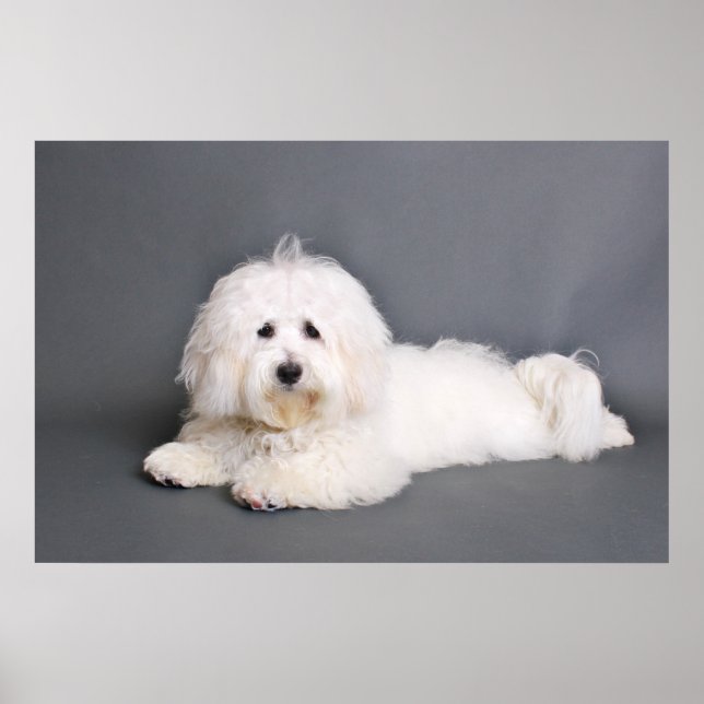 Coton de Tulear - Joci Poster (Front)