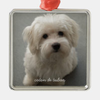Coton de Tulear