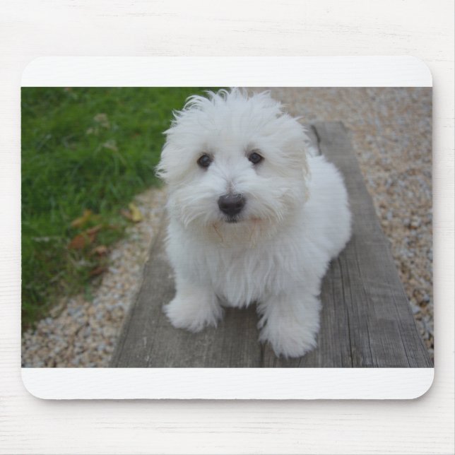 Coton de Tulear on bench Mouse Mat (Front)