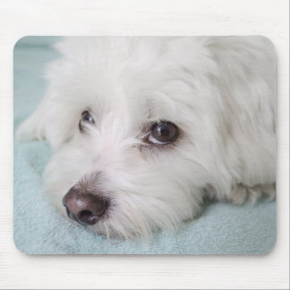 Coton de Tulear Puppy Eyes Mouse Mat