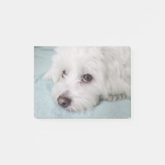 Coton de Tulear Puppy Eyes Post-it Notes