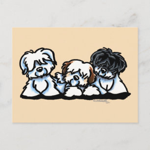 Coton De Tulear Trio Postcard