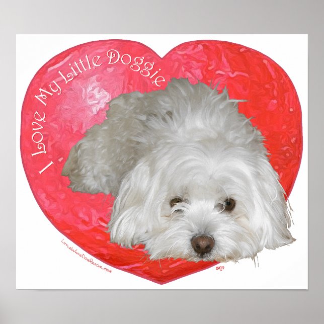 Coton de Tulear Valentine's Day Poster (Front)