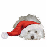 Coton de Tulear - Waiting Standing Photo Sculpture<br><div class="desc">Each of the designs is available on all of the Zazzle products.  Please scroll to Transfer This Design on this product's page and choose your favourite product.  You may customise your choice with our Text Tool,  as well.  There are many marvellous Fonts to choose from.  Thank you!</div>