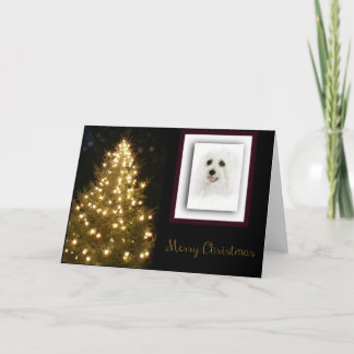 Coton DeTulear Holiday Card