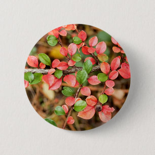 Cotoneaster horizontalis Badge