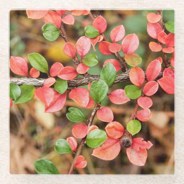 Cotoneaster horizontalis glass coaster (Front)