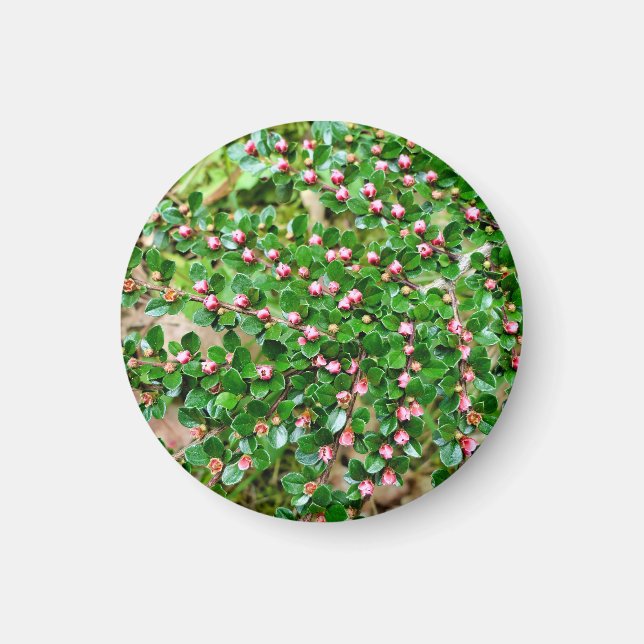 Cotoneaster horizontalis magnet (Front)