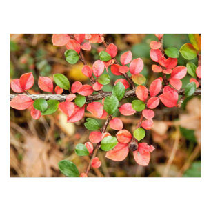 Cotoneaster horizontalis photo print