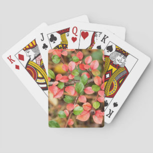 Cotoneaster horizontalis playing cards