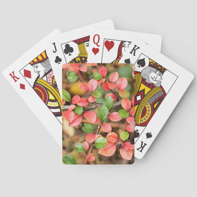 Cotoneaster horizontalis playing cards (Back)