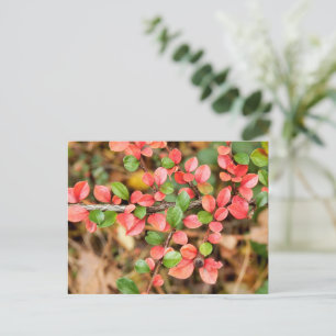 Cotoneaster horizontalis postcard