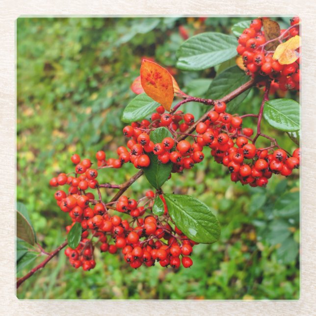 Cotoneaster lacteus  glass coaster (Front)
