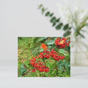 Cotoneaster lacteus  postcard