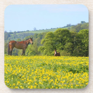 Cotswolds, UK Coaster