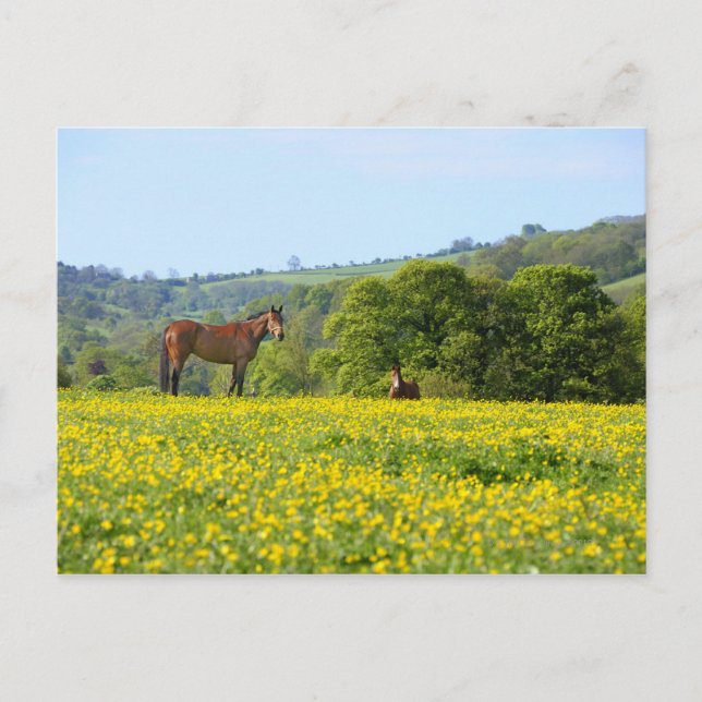 Cotswolds, UK Postcard (Front)