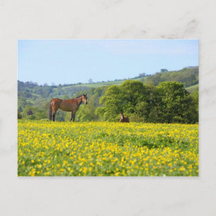 Cotswolds, UK Postcard