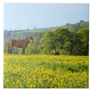 Cotswolds, UK Tile