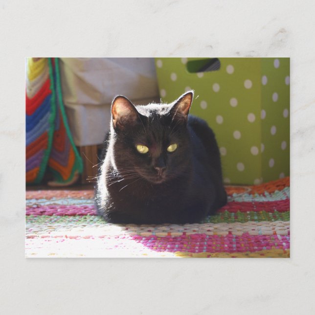 "Cottage Comfort" Cat Photography Postcard (Front)