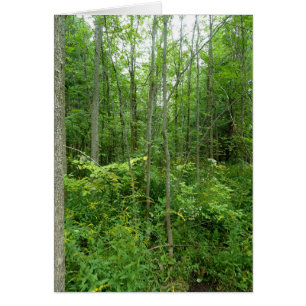 "Cottage Country" Photo