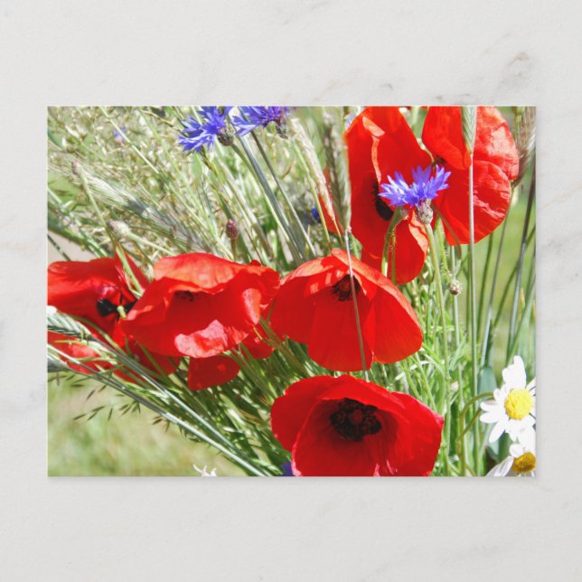 Cottage garden, Rosalinde Postcard (Front)