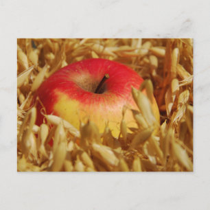 Cottage garden, Rosalinde Postcard