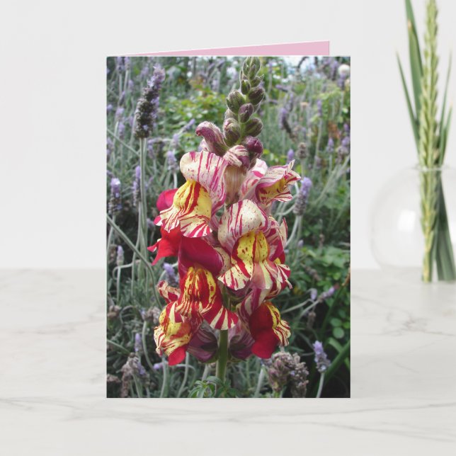 Cottage Garden Striped Red Snapdragon floral Card (Front)