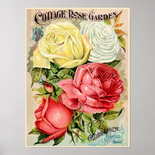 Cottage Rose Garden Drobisch Advertisement Poster (Front)