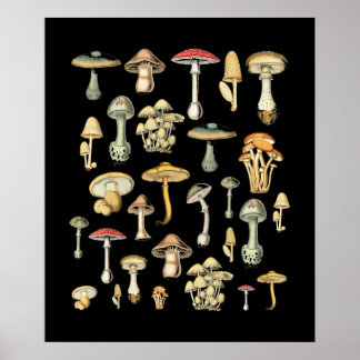 Cottagecore Aesthetic Mushroom Poster