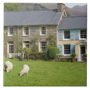 Cottages, Beddgelert, Gwynedd, Wales Tile