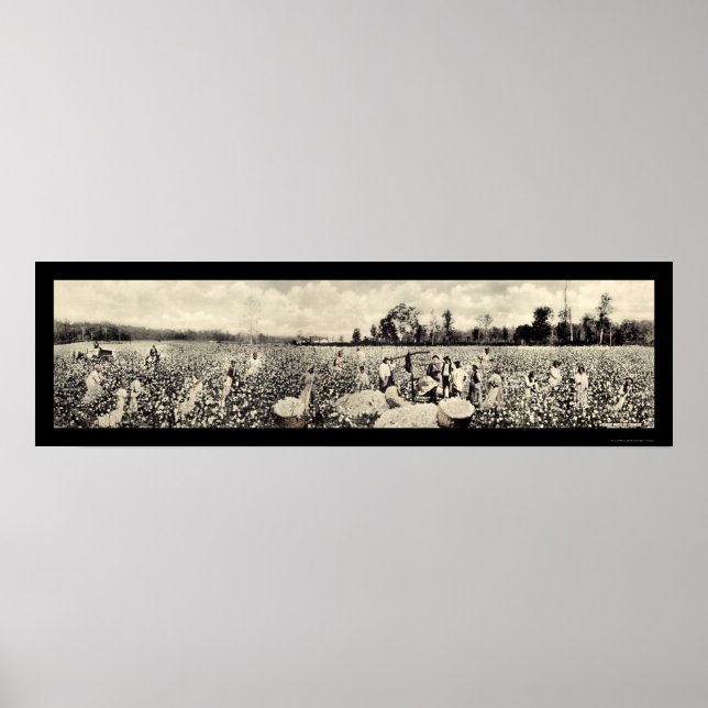Cotton Billion Dollar Crop Photo 1915 Poster (Front)