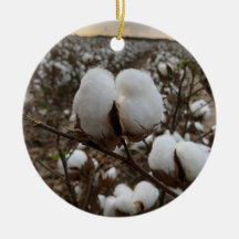Cotton Boll Sunset
