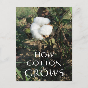 Cotton bud postcard