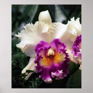 Cotton Candy Orchid V Print -20x24 -or smaller