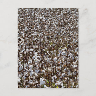 Cotton Crops Field Postcard