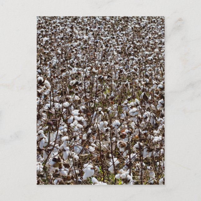 Cotton Crops Field Postcard (Front)