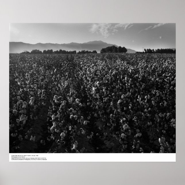 Cotton field, into sun near El Centro, 1966 Poster (Front)
