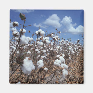 Cotton Field Magnet