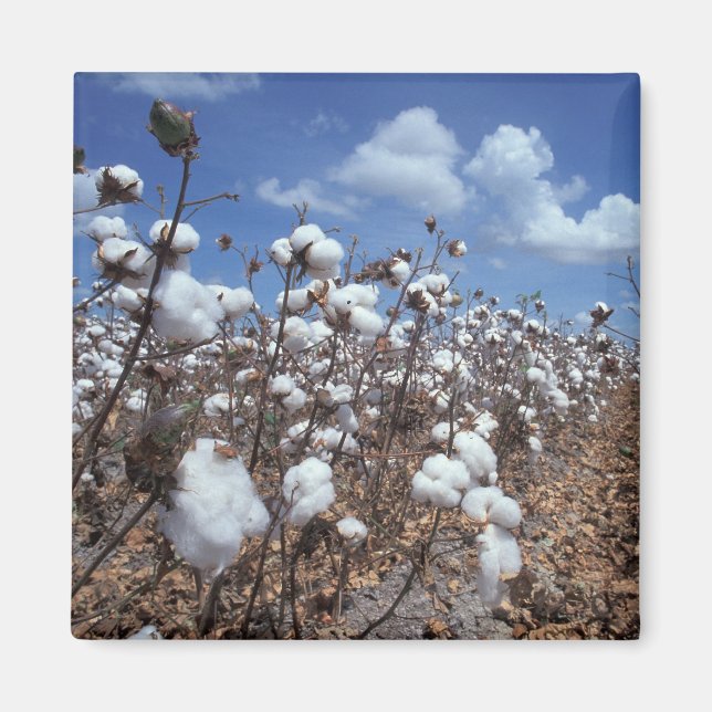 Cotton Field Magnet (Front)