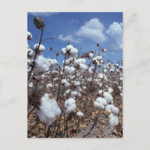 Cotton Field Postcard