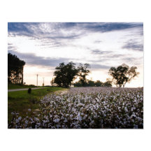 Cotton Field