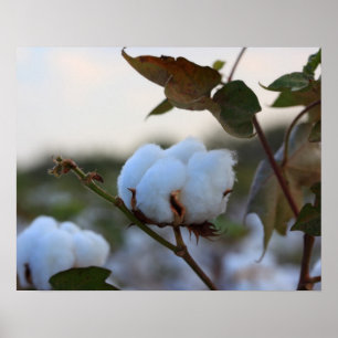 Cotton Field Poster