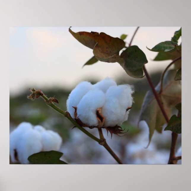 Cotton Field Poster (Front)