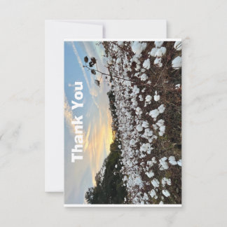 Cotton Field Thank You Card