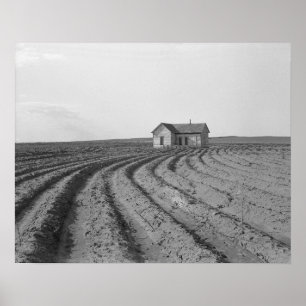 Cotton Fields, 1938. Vintage Photo Poster